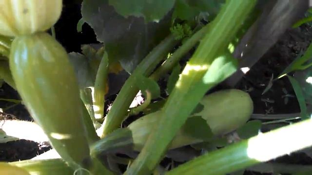 Выращиваем огурцы и томаты #4 смотреть онлайн