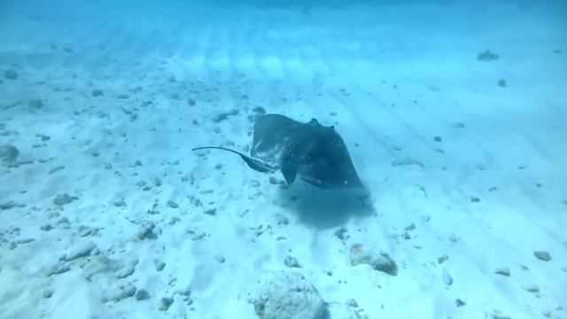 Stingray At Montego Bay, Jamaica