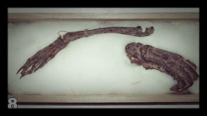 НЕОБЪЯСНИМЫЕ СУЩЕСТВА, СНЯТЫЕ НА КАМЕРУ! (Свидетельства очевидцев)