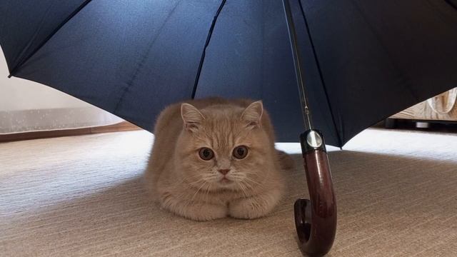 Под зонтиком!😺#котики #кошки #кот #cats #funnycats #cutecats