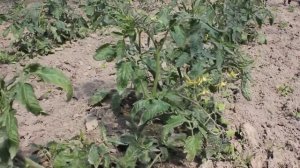 Выращивание томата  Брисколино в теплице  Эксперимент