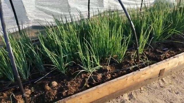 Лук из семян на зелень смотреть онлайн