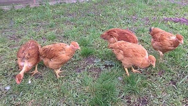 23 апреля 2021 г. Испанка голошейка смотреть онлайн