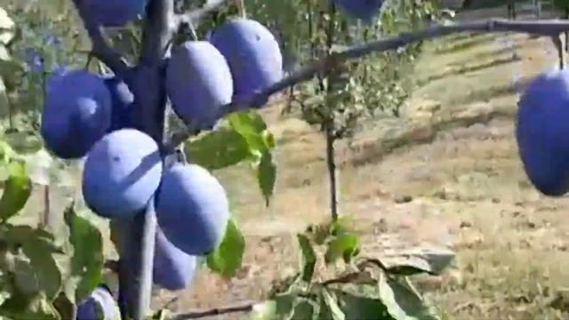 Šljiva (Prunus domestica) Grossa di felisio 🌞 Vol.2023.🔥 смотреть онлайн