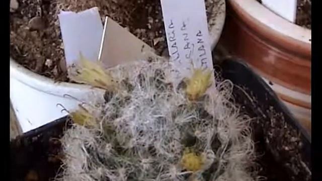 mammillaria multilanosa смотреть онлайн