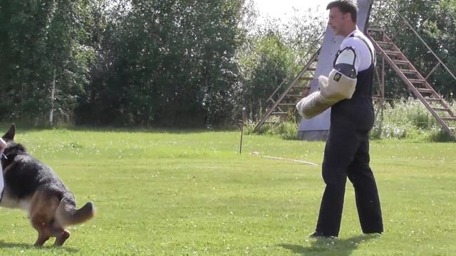 Проверка поведения,рабочий класс,кобели,"Балтийская жемчужина",TAIM SARYN OPTIMUS PRAIM,29 07 2017.