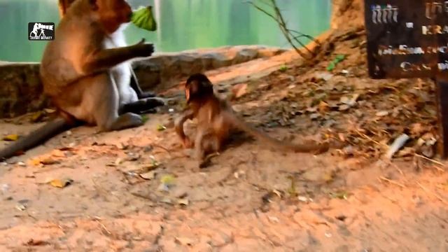 Real fight| So pity poor baby Lola got seriously warn by Bertha | What real reason Bertha fight Lol смотреть онлайн