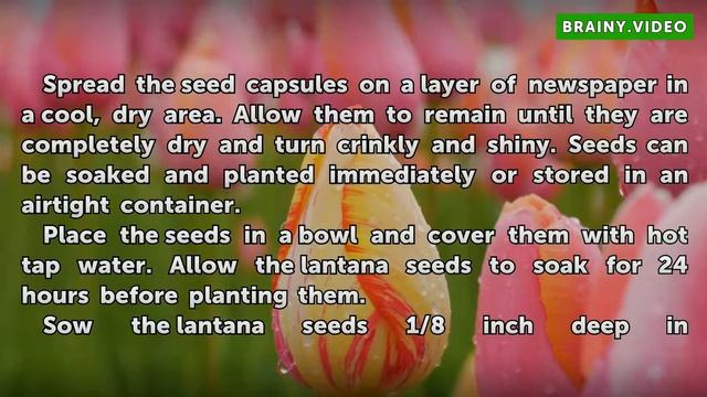 How to Grow Lantana From Saved Seeds смотреть онлайн