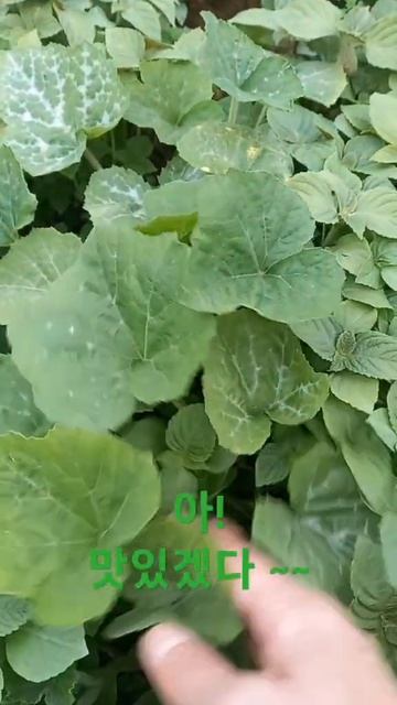 밭에 가면#gardening#The perilla leaf, pumpkin, and the corn seedling and lettuce#아 맛있겠다~~~☆2024년 5월 7일 смотреть онлайн