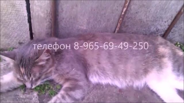 отдам котят в хорошии руки смотреть онлайн