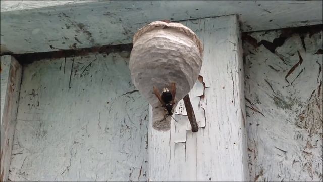 Wasp or Hornet? смотреть онлайн