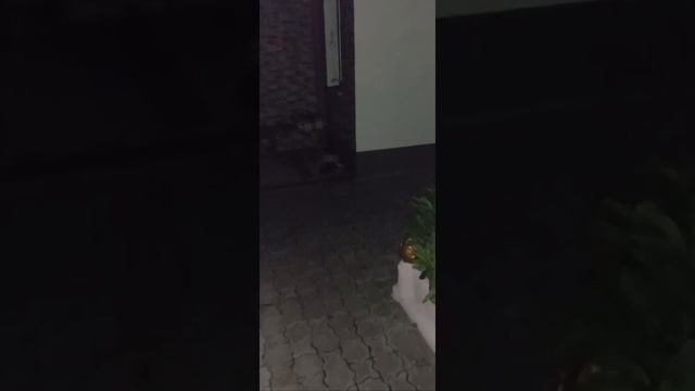 Їжак, бджілки, жовта енотера та синя традесканція