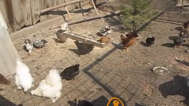 Цыплятам с инкубатора 8 недель