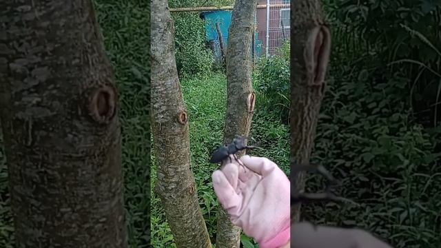 ОГРОМНЫЙ ЖУК ОЛЕНЬ! Занесён в Красную книгу #фаунаКубани #жизньнаюге смотреть онлайн