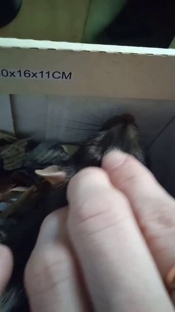 Почему крыса выпячивает глазки? Что такое боглинг? #rat #крыса #крыски #реки #Boggling #Rat #shorts смотреть онлайн
