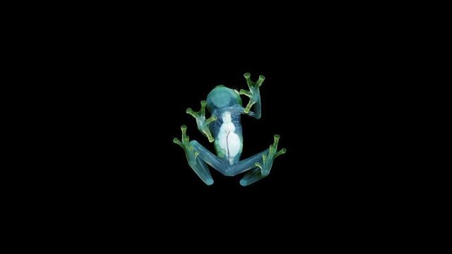 Dog Blood - BREAK LAW смотреть онлайн