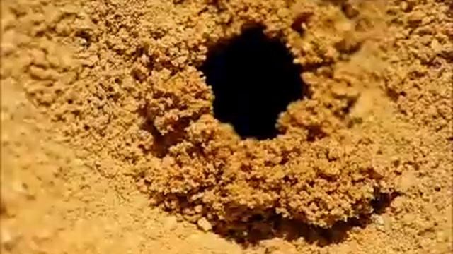 Bee Nest Aggregation 7 10 W