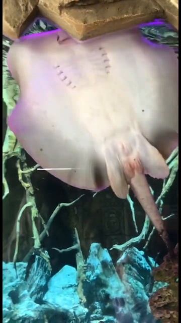 Скат #скат #рыба #аквариум