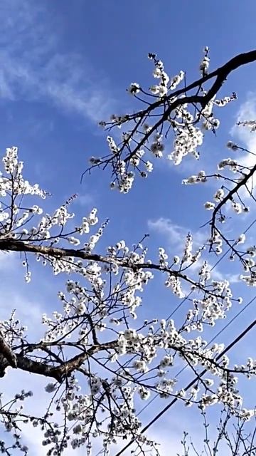 Цветет белый абрикос. смотреть онлайн