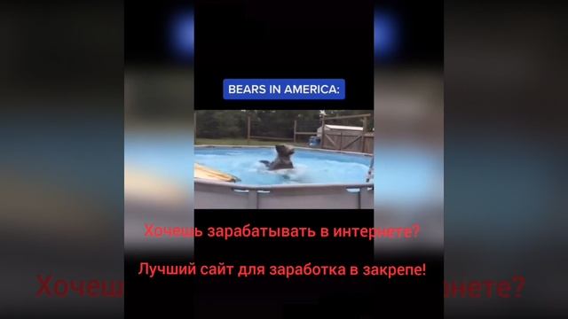 Американские медведи и русские 🤣 #shorts смотреть онлайн