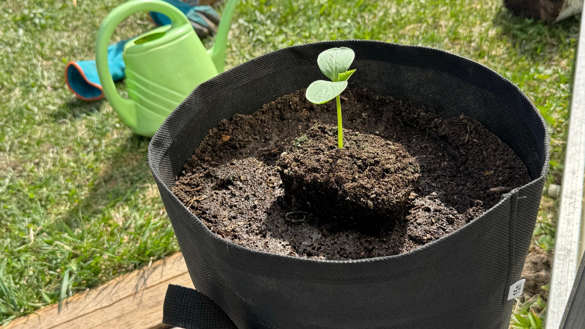 19.04.25 Огурец в мешке, перевалка и прикоп рассады в теплицу. смотреть онлайн