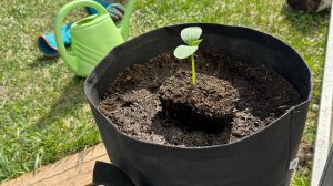 19.04.25 Огурец в мешке, перевалка и прикоп рассады в теплицу.