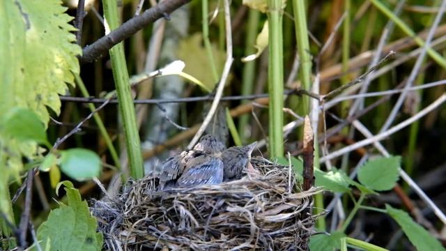 Птицы камышовки кормят птенцов смотреть онлайн