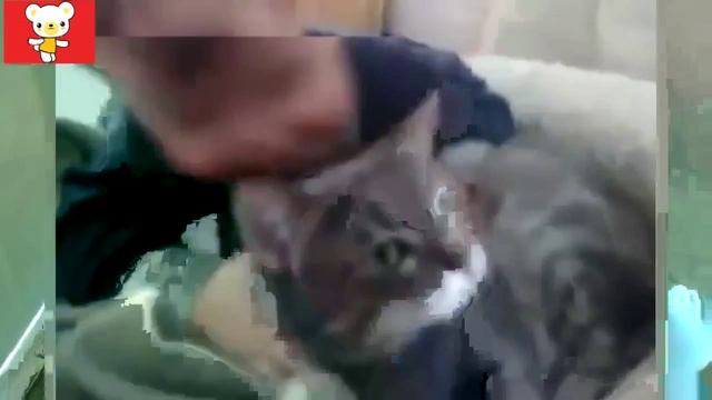 Дети и животные 2 ● Приколы с животными осень 2014 ● Dogs Cats Cute Babies Compilation ● Part 2 смотреть онлайн