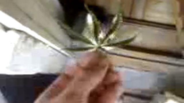 Кот растаман-2