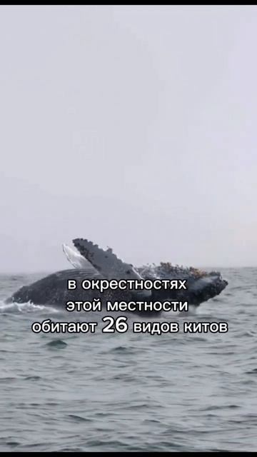 Мирисса (Южный берег Шри-Ланки) 👉https://www.instagram.com/clicktrip_srilanka?igsh=bmtzMmdkbHkxY3Jm смотреть онлайн