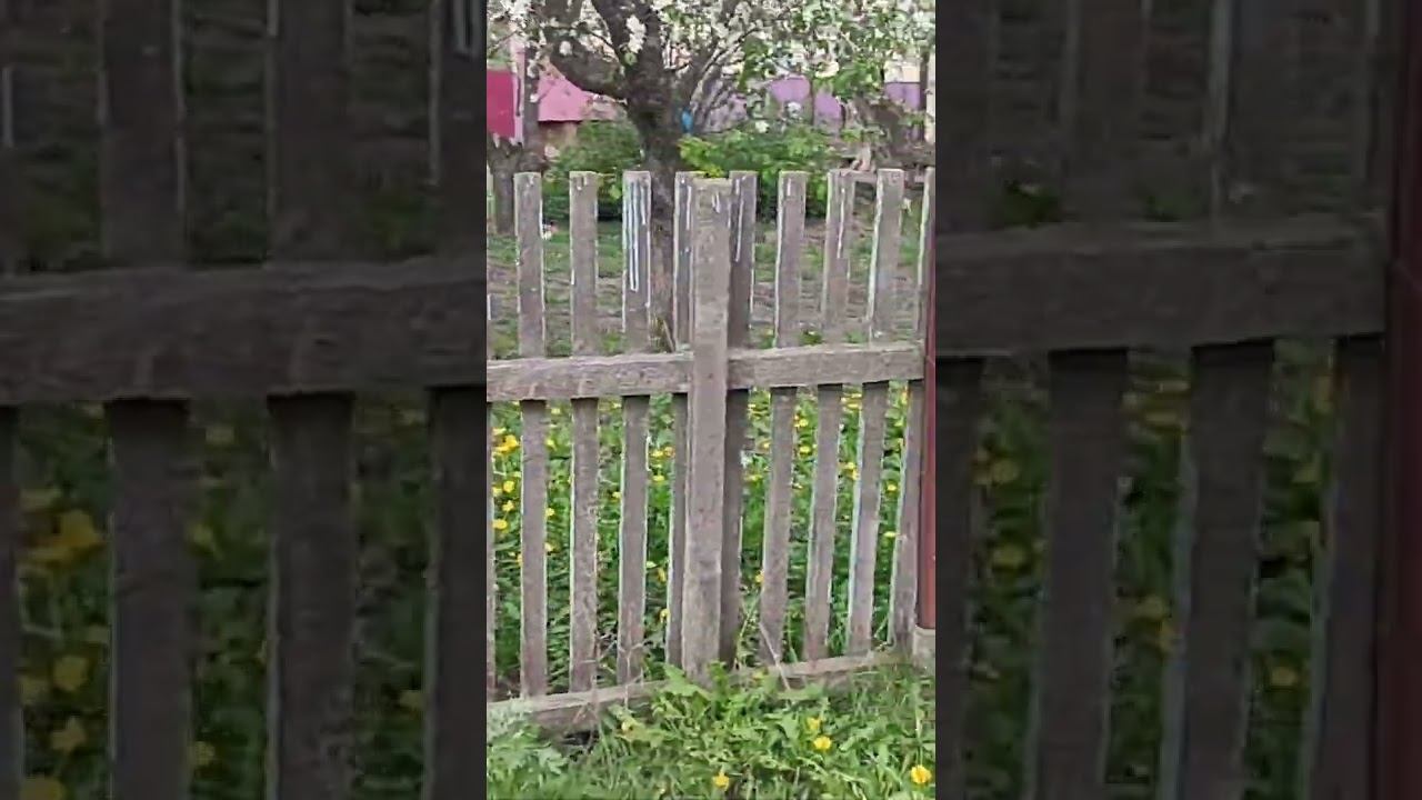 Яблони красавицы смотреть онлайн