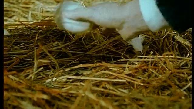 LisS, Kuritsa Vysizhivaet Jajtso