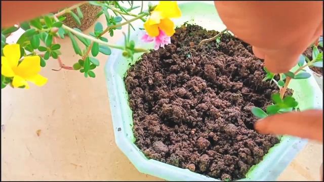Moss Rose Propagation | How to grow moss Rose | Portulaca plant | moss Rose care смотреть онлайн