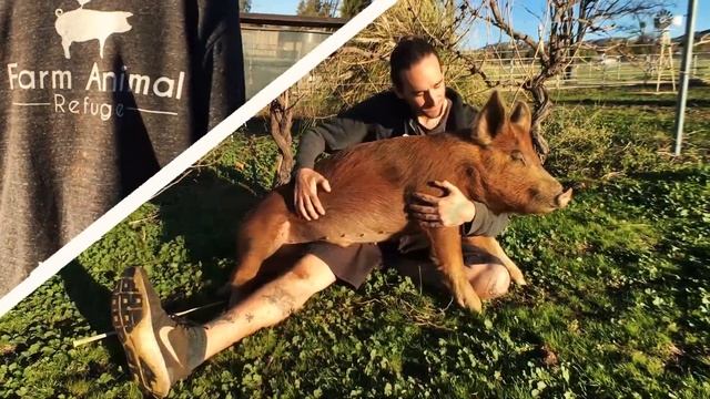 Smart Travels w/ Josh Garcia: Ep 2. - Farm Animal Refuge PART 2! смотреть онлайн