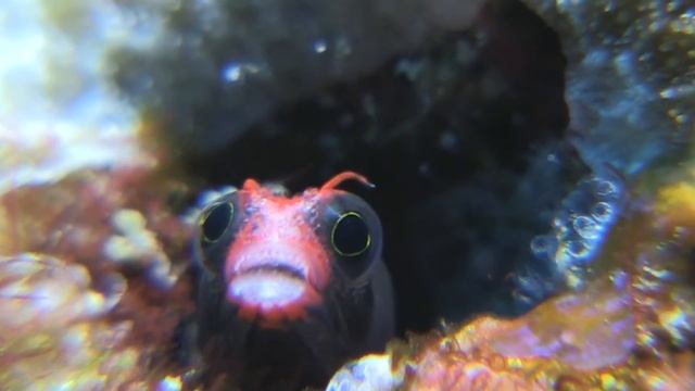 Cocos Barnacle Blenny смотреть онлайн