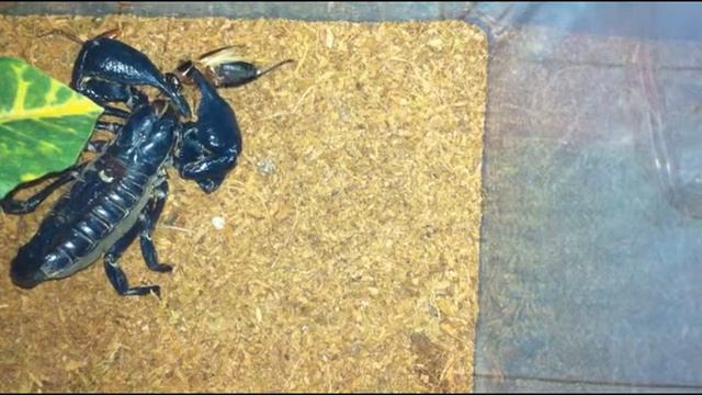 Asian Forest Scorpion - Heterometrus Spinifer