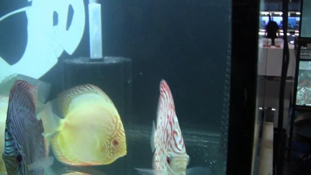 Discus Giants & Giants’ Food [AQUAFEST MX 2023 11 & 12 Marzo] смотреть онлайн