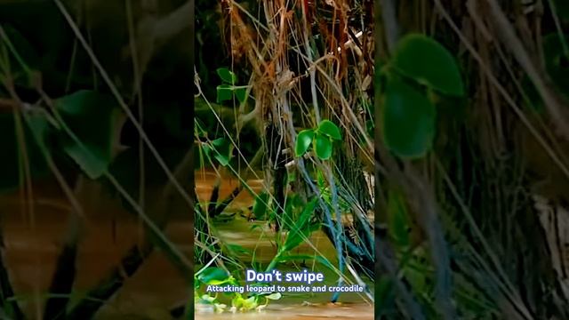 leopard snake and crocodile fight !तेंदुए से लेकर सांप और मगरमच्छ तक पर हमला#youtubeshorts смотреть онлайн