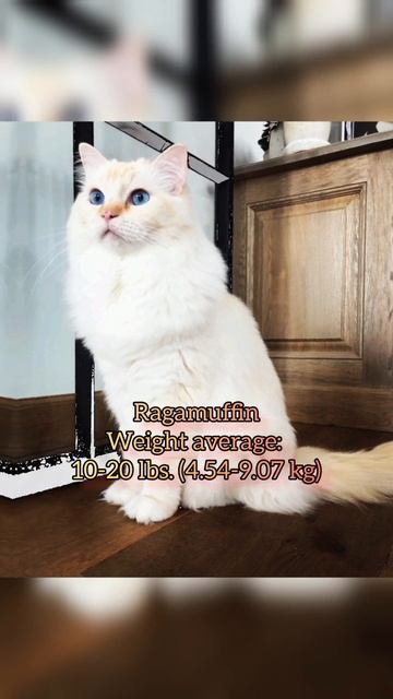 top 5 largest cat breeds in 2023 #cats #largecat #shorts смотреть онлайн
