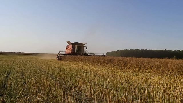 Case IH Axial-Flow 8250 и жатка MacDon - это успех! смотреть онлайн