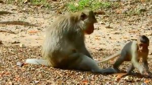 Monkey mating