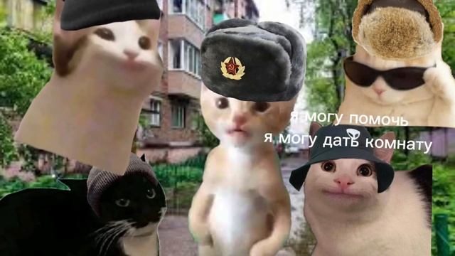 слово кота Вискас на асфальте 3 кот рек подпишись прикол