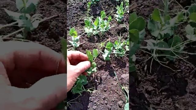 Горох Аксайский усатый смотреть онлайн