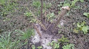 Смородина Киевский Великан часть 1 - знакомство