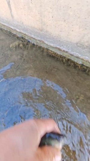 Ловлю рыбу руками