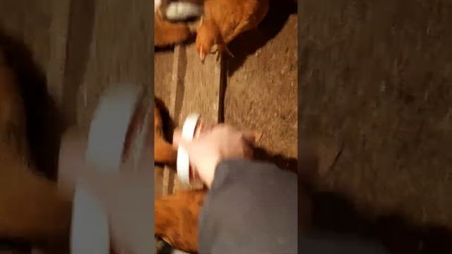 Қазалы тауықтары  менің тауықтарым  тауықтарға жем салу  @Қазалы