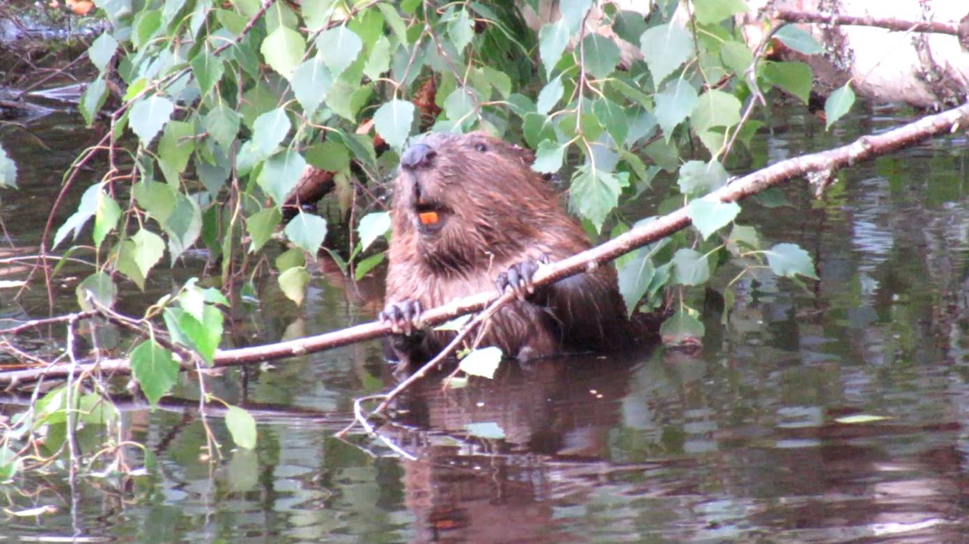 Какие зубы у бобра смотреть онлайн