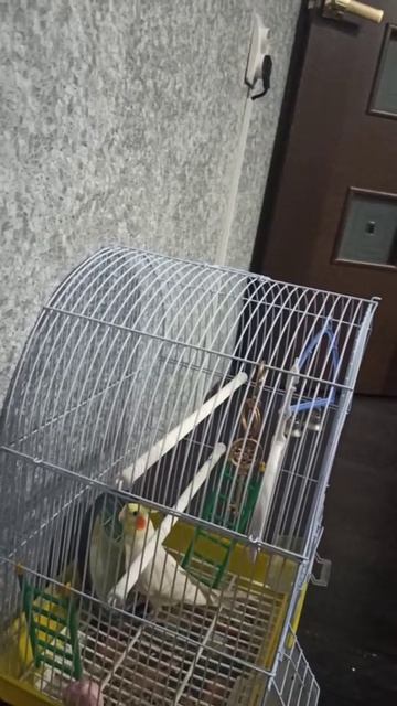 Попугай корелла Кирюша разговаривает.