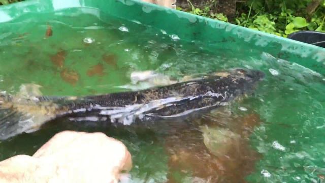 Zandarts, Zander, судак (3 Kg, 67cm)