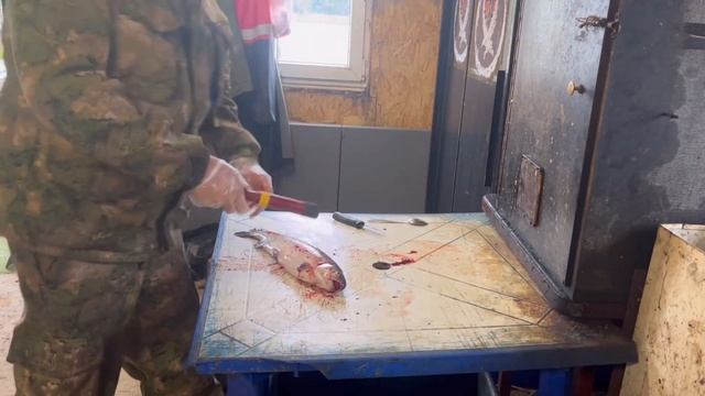 Навеска и цвет мяса форели